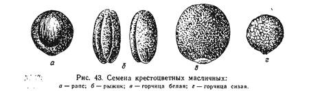 Масличные крестоцветные. Общая характеристика