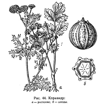 Кориандр Кориандр