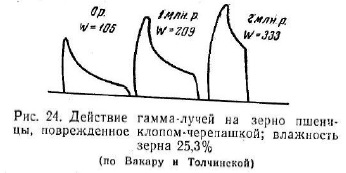 Изменения клейковины под влиянием гамма-лучей